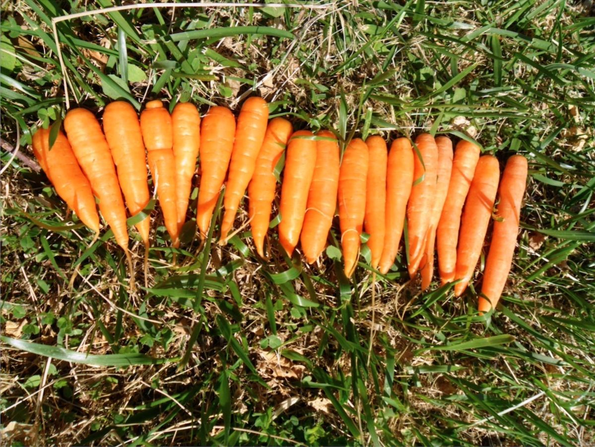 Natura Iblea apre la stagione commerciale 2026 della Carota Novella siciliana. Stimate 5.200 tonnellate