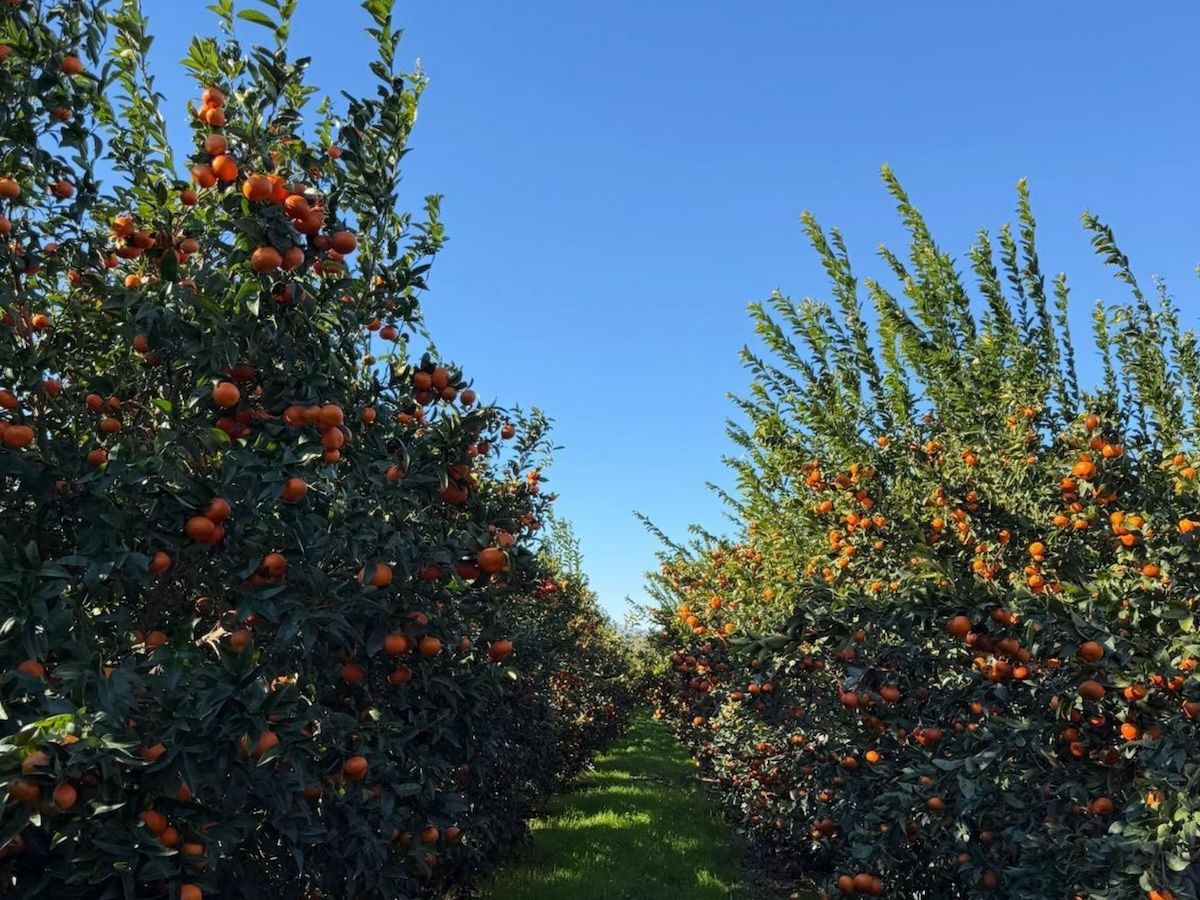 Mandarino Tang-Gold: per Op Kiwi Sole si chiude una campagna in linea con le attese