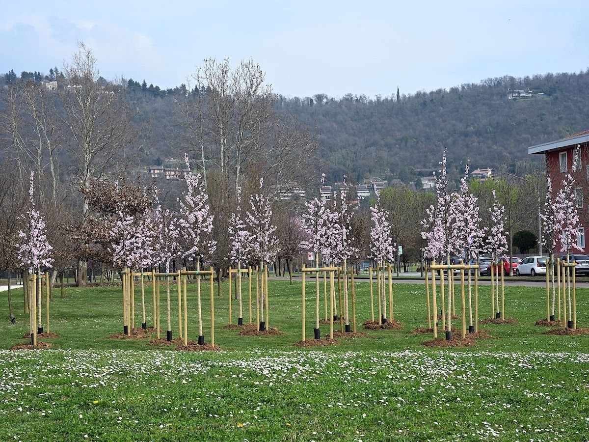 Italmark e Comune di Brescia: 1.400 nuovi alberi per la città entro il 2034
