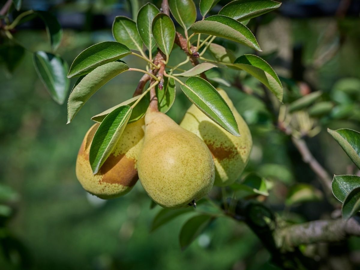 Pera dell’Emilia-Romagna Igp: volumi in crescita e promozione “gourmet"