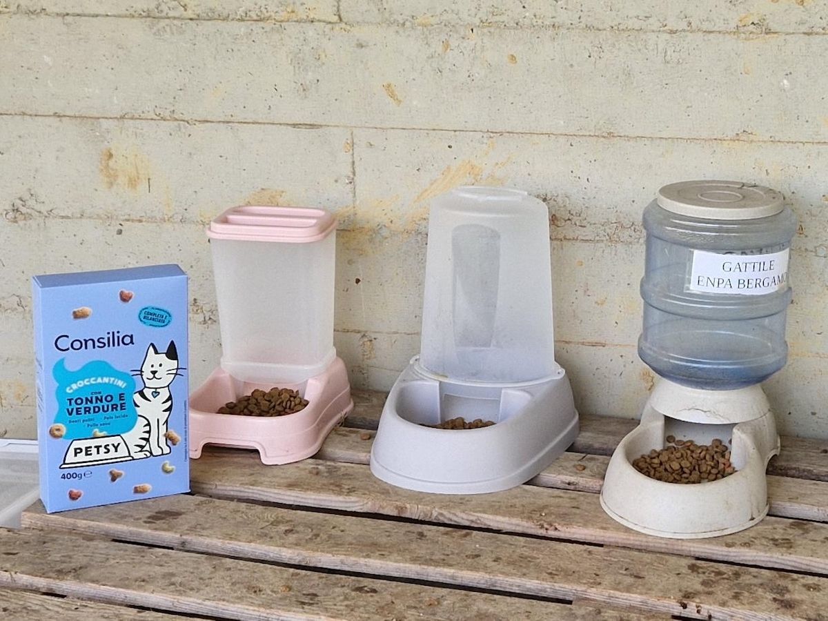 Consilia e Italmark sostengono la prima colonia felina in una scuola primaria