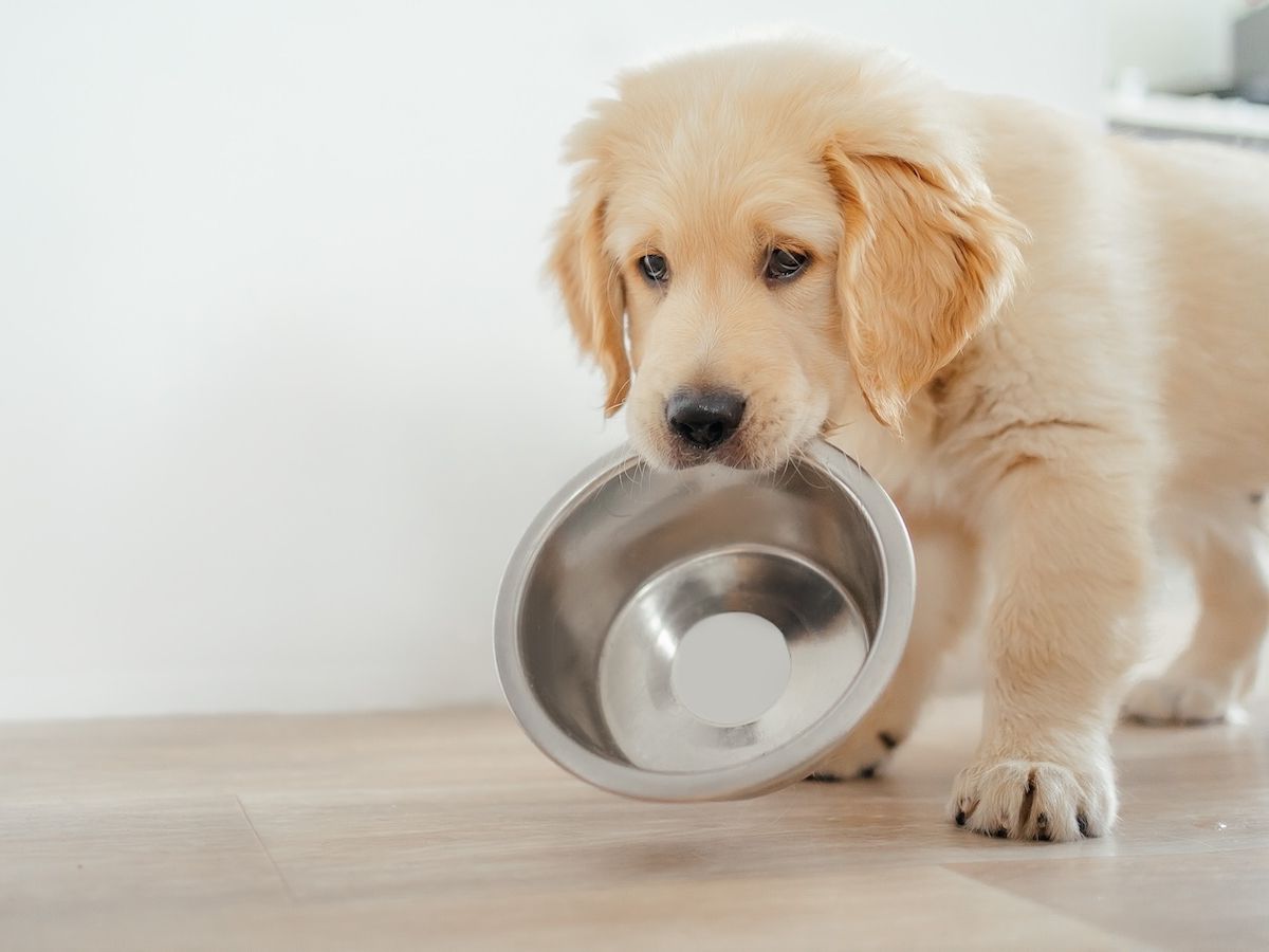 Campana Pet accelera sull’espansione lungo la Penisola e cerca nuovi agenti Campana Pet accelera sull’espansione lungo la Penisola e cerca nuovi agenti