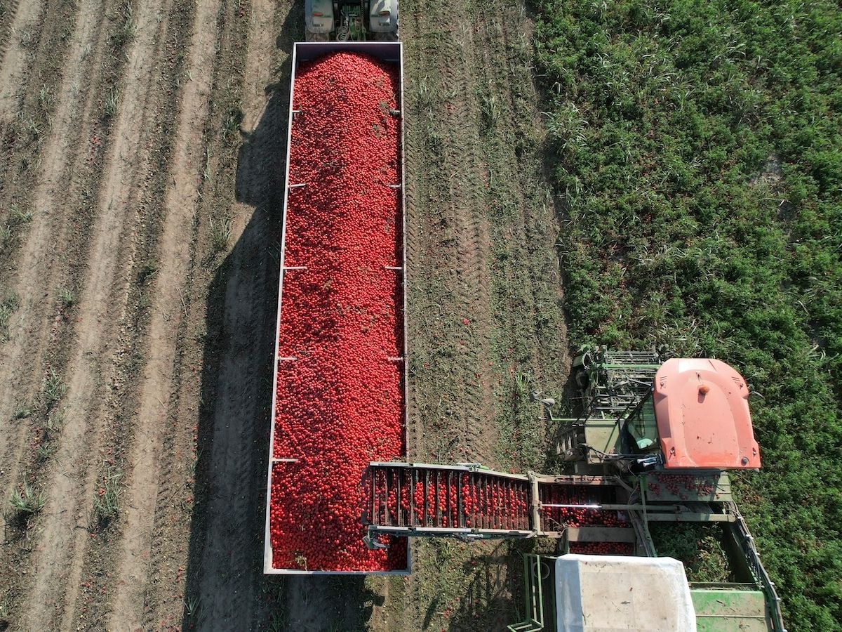 Pomodoro da industria: raggiunto l’accordo quadro di campagna nel Bacino Nord 