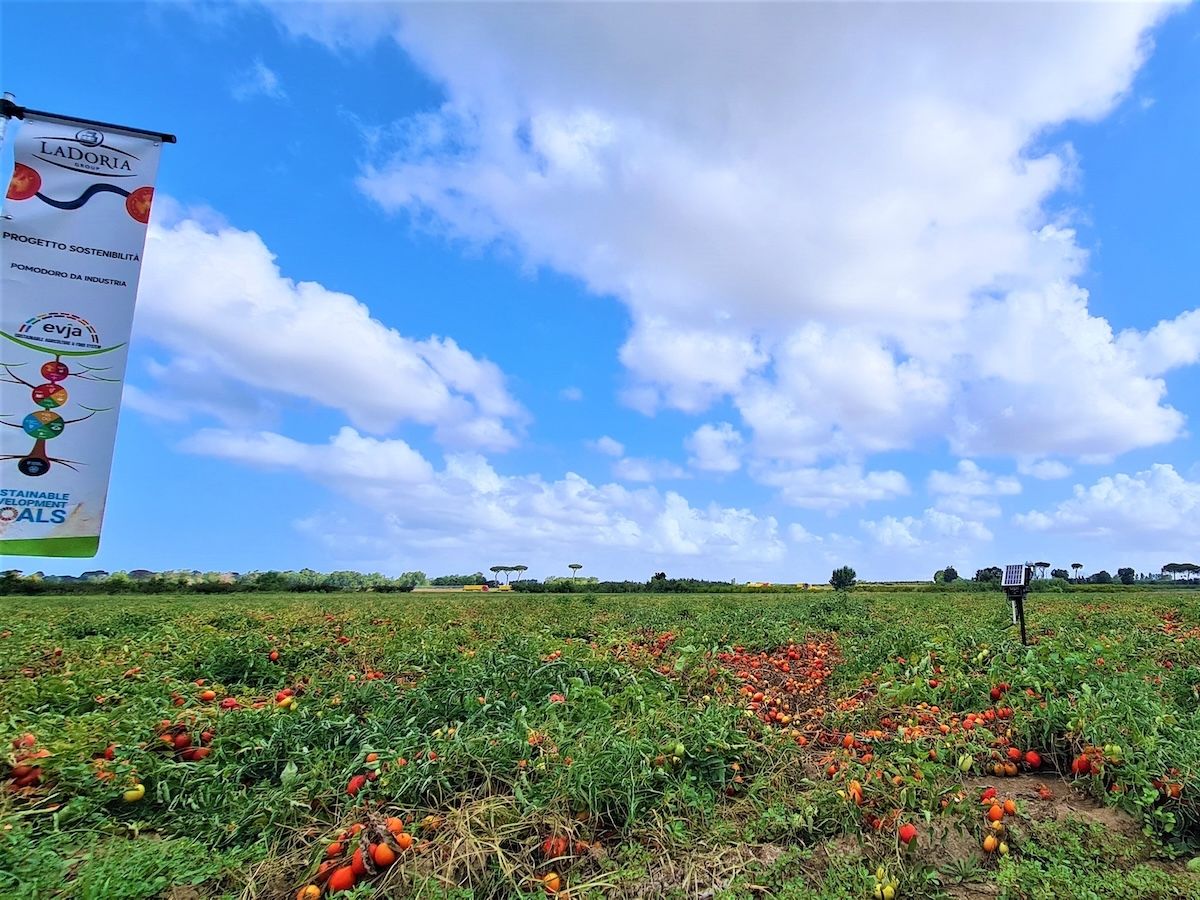 La Doria ed Evja: collaborazione per una filiera del pomodoro da industria più sostenibile