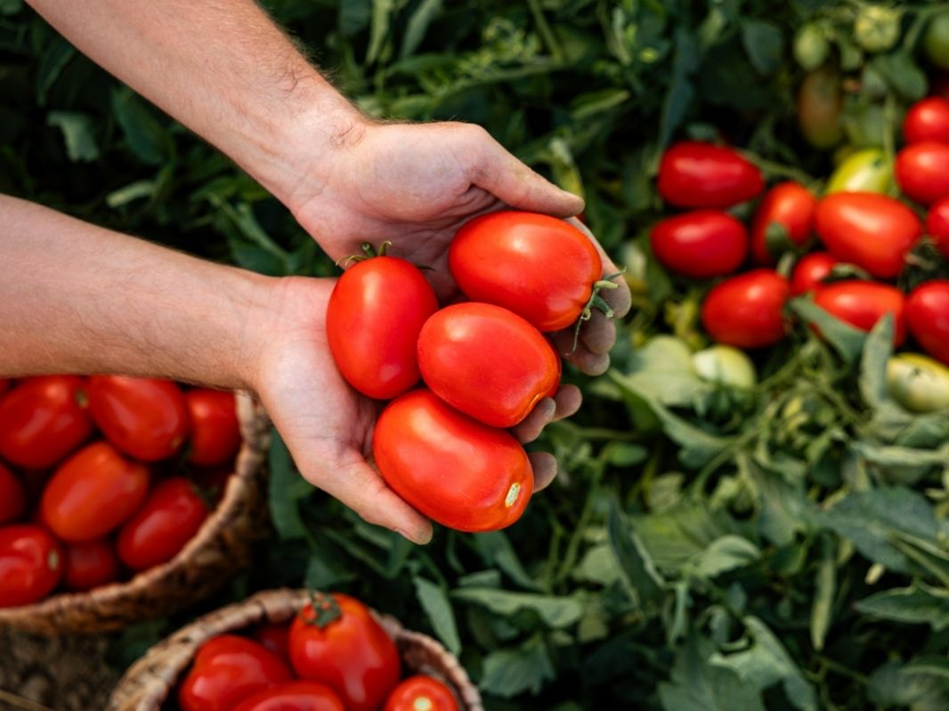 Pomodoro: l’Italia si conferma regina di export. In crescita anche i consumi interni