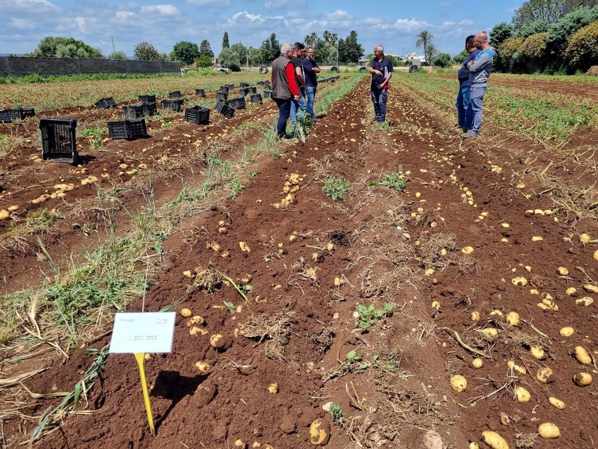 Patate novelle siciliane: al via la campagna 2026 di Romagnoli F.lli 