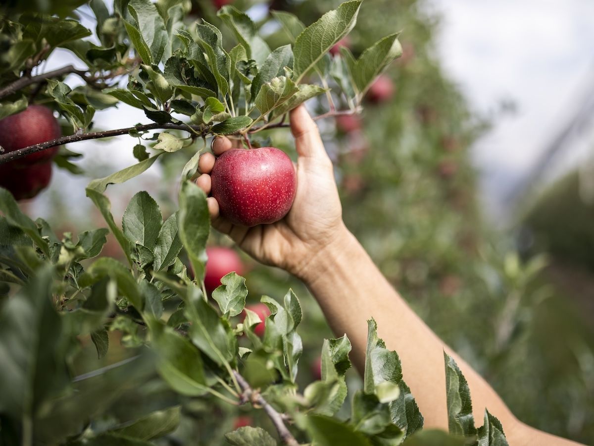 Vog e Gallo Rosso: collaborazione per promuovere il meglio dell’Alto Adige
