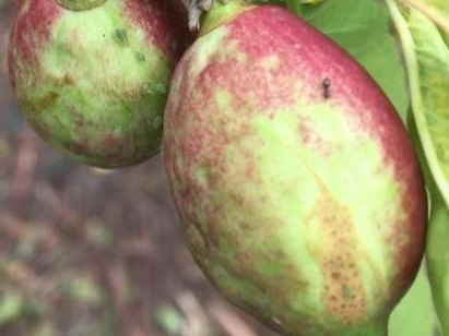 Drupacee e noce sotto pressione: Ri.Nova lancia Innova.Drupe 