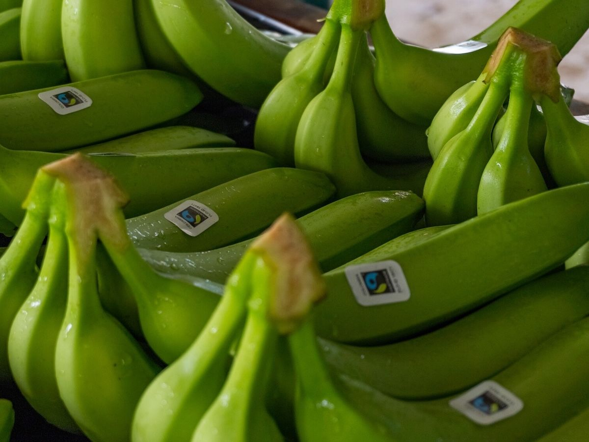 Banane: 5,5 milioni di tonnellate importate in Ue, in Italia 14mila tonnellate Fairtrade