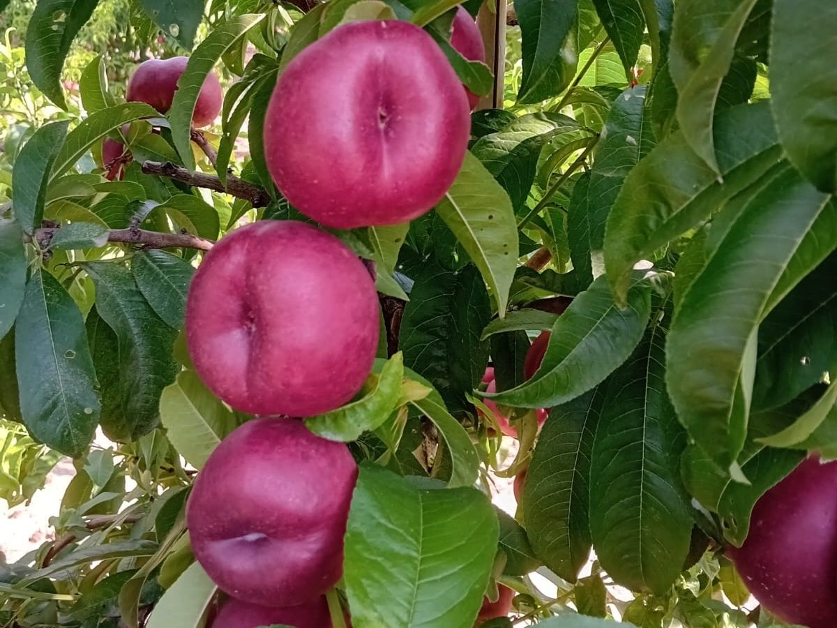 Naturitalia spinge su IV gamma e sviluppo della campagna estiva