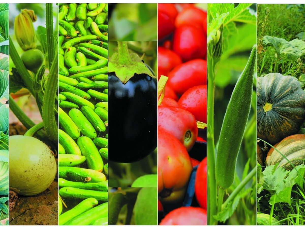 Siciliafiera e Cesena fiera: protocollo d’intesa per la promozione del comparto ortofrutticolo