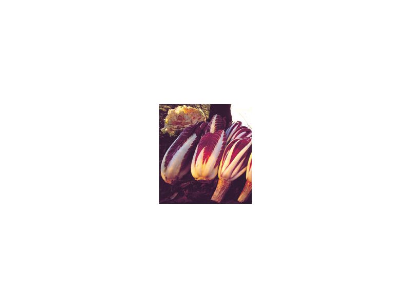 Bilancio positivo per il radicchio Igp Bilancio positivo per il radicchio Igp