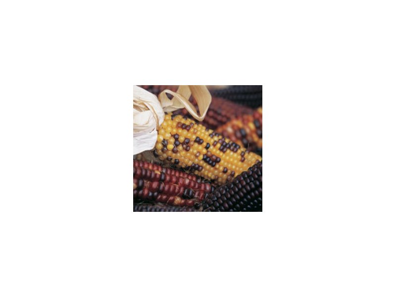 Cereali Cereali