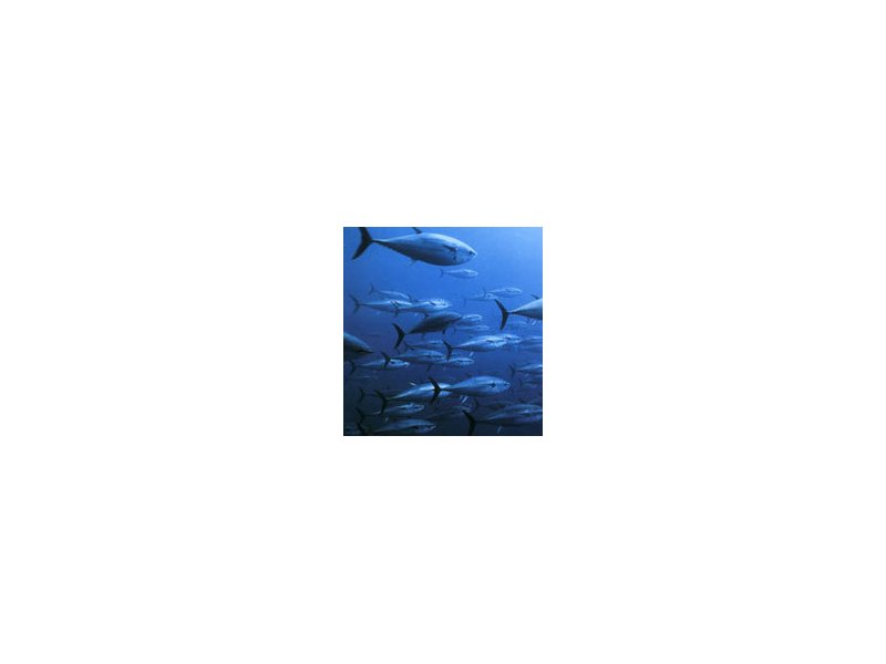 Dal 2009 tagli alle quote pesca per il tonno rosso Dal 2009 tagli alle quote pesca per il tonno rosso