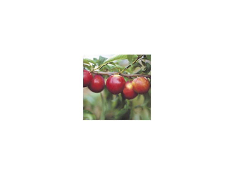 Ortofrutta Ortofrutta