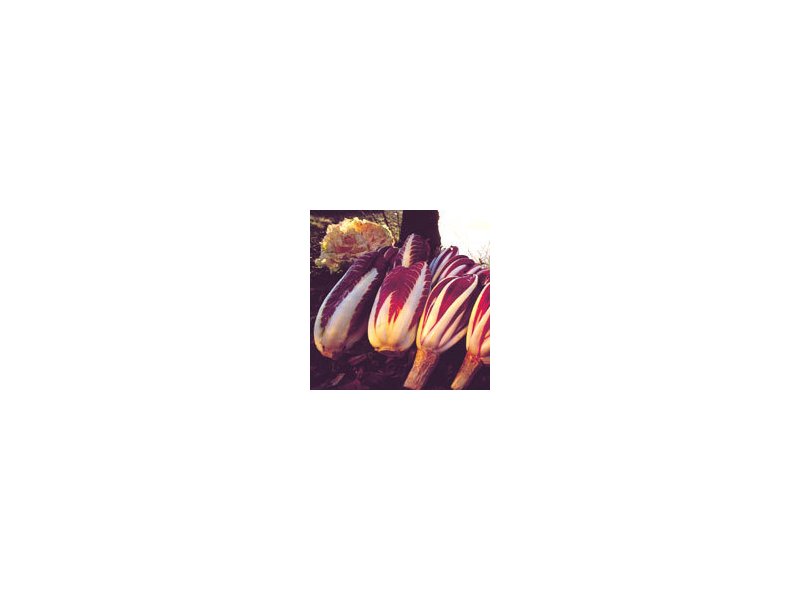 Radicchio Igp - Distribuzione Moderna Radicchio Igp - Distribuzione Moderna