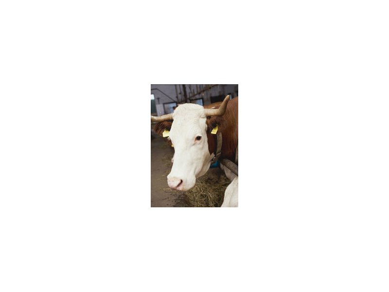Nuove regole per i sottoprodotti animali Nuove regole per i sottoprodotti animali