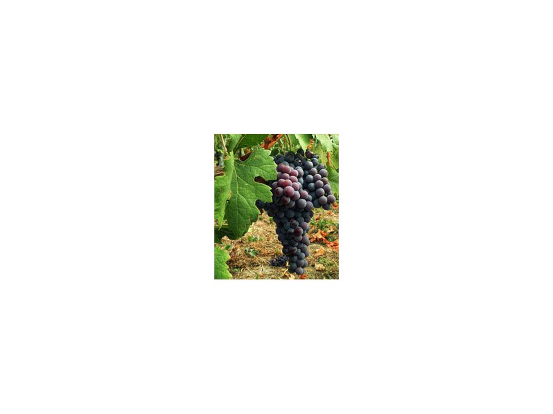 Ocm vino: concessa la proroga per accedere ai fondi Ocm vino: concessa la proroga per accedere ai fondi
