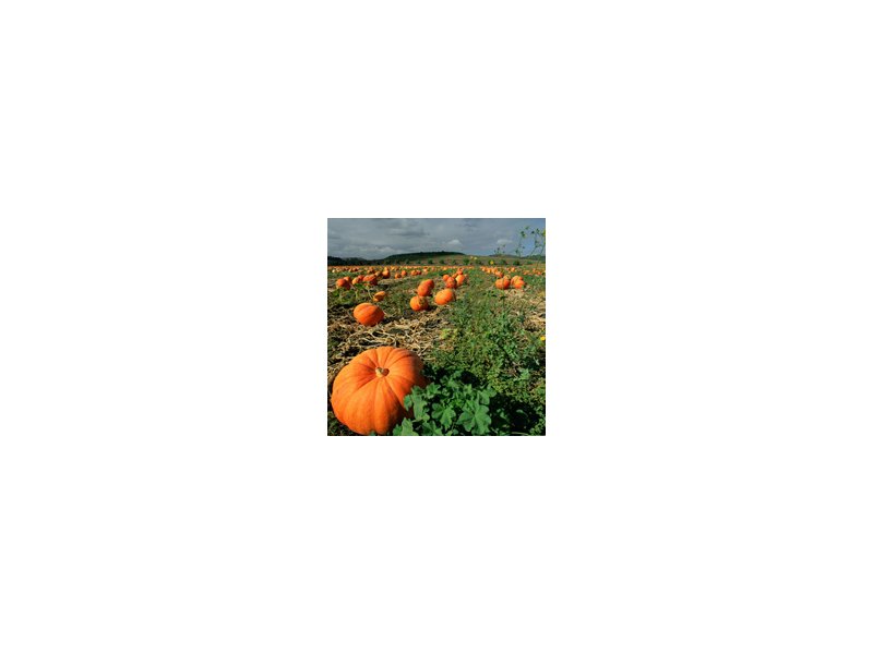 Ortofrutta Ortofrutta