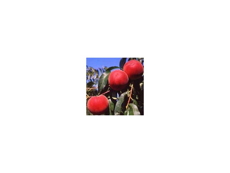 Ortofrutta Ortofrutta