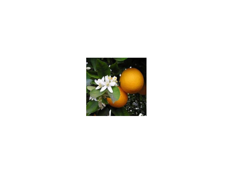 Primo “no” in difesa dell’aranciata - Distribuzione Moderna Primo “no” in difesa dell’aranciata - Distribuzione Moderna