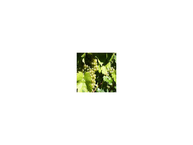 Vino - Distribuzione Moderna Vino - Distribuzione Moderna