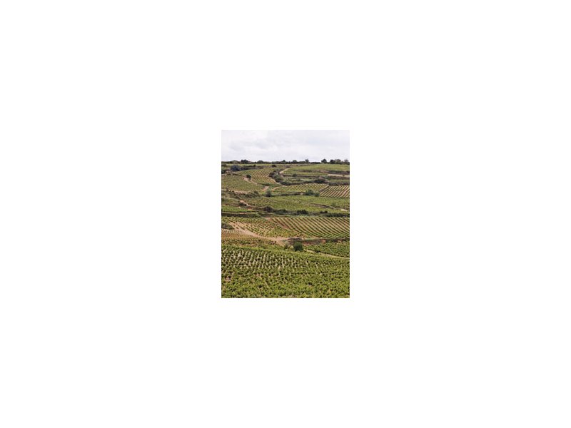 Agricoltura lombarda: alcune novità Agricoltura lombarda: alcune novità