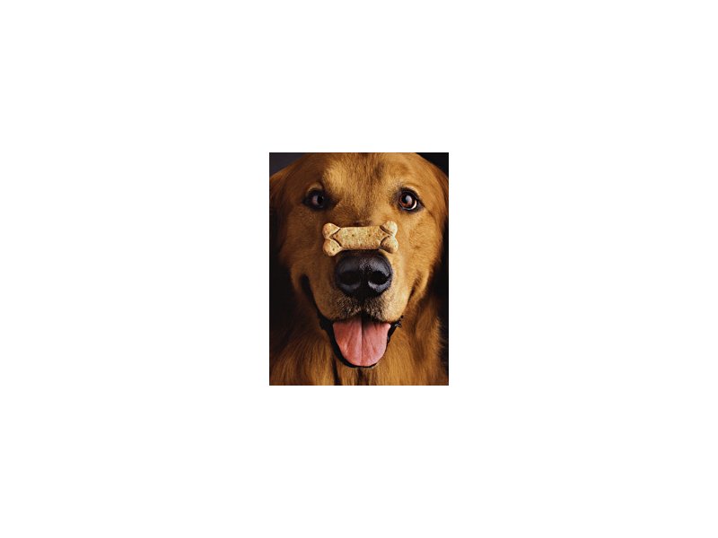 Il petfood italiano sotto la lente degli inglesi Il petfood italiano sotto la lente degli inglesi