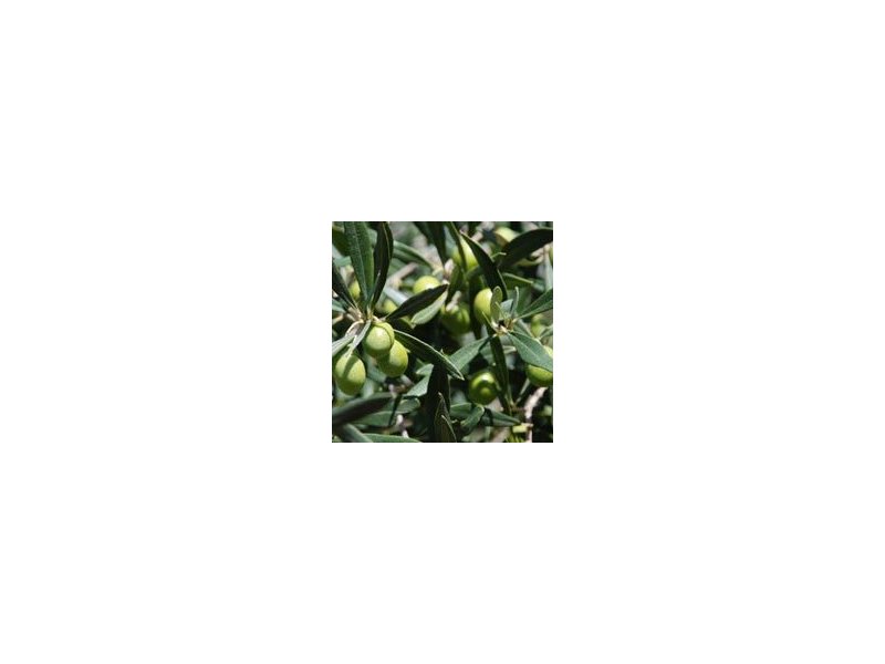 Olio