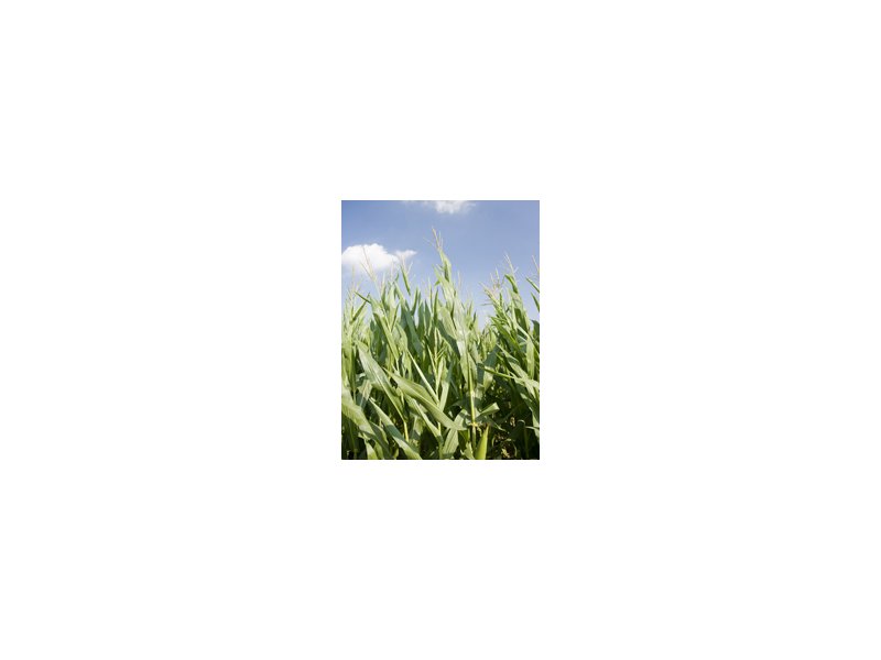 Ue: verso nuove regole per gli Ogm Ue: verso nuove regole per gli Ogm