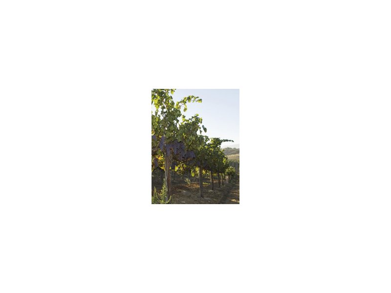 Vino biologico: stop al progetto normativo