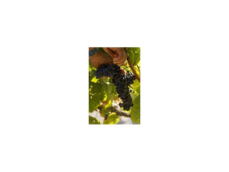 Vino: più tutela al made in Italy Vino: più tutela al made in Italy