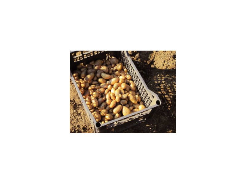 Alimentare: positiva la raccolta delle patate 2011 - Distribuzione Moderna Alimentare: positiva la raccolta delle patate 2011 - Distribuzione Moderna