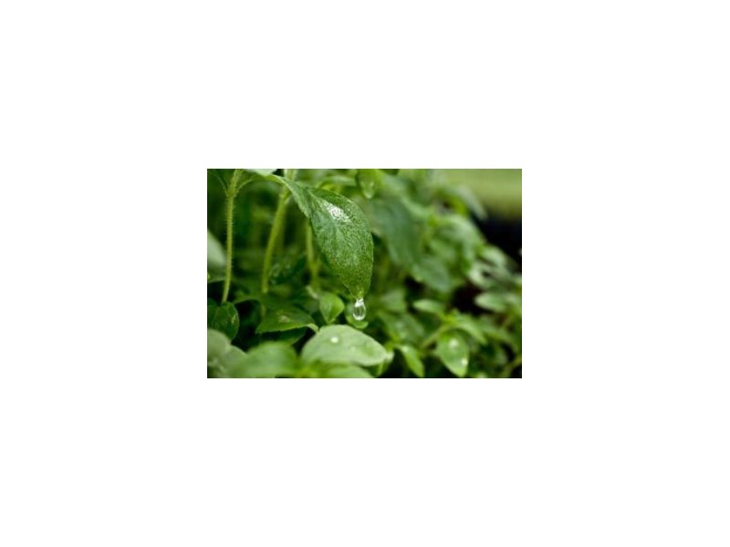 Arriva in Italia il dolcificante a base di stevia firmato Eridania - Distribuzione Moderna