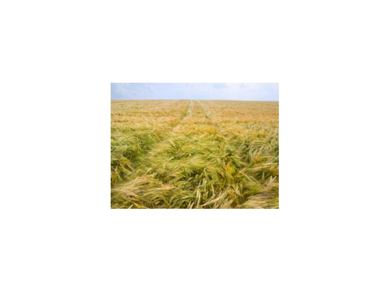 Cogeca