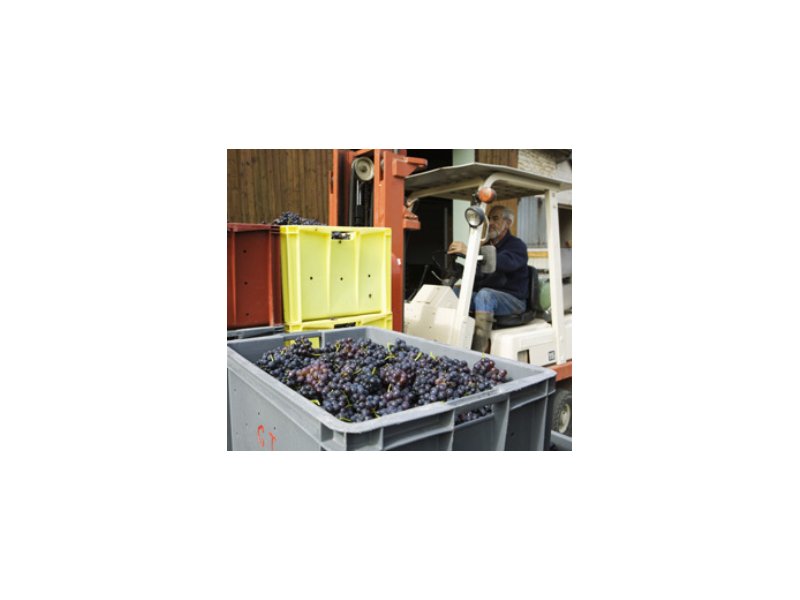 Fedagri prevede una buona vendemmia 2011 Fedagri prevede una buona vendemmia 2011