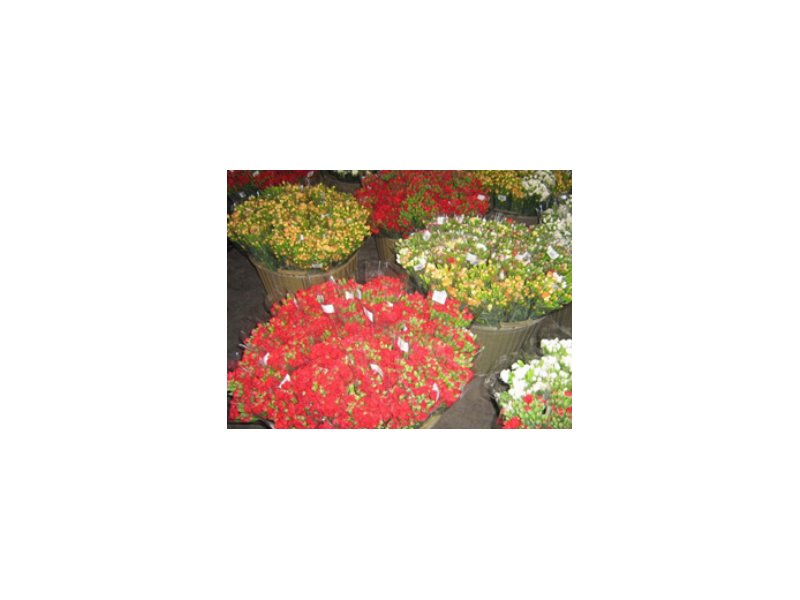 Ismea: positivo l’export di fiori e piante nel 2010 Ismea: positivo l’export di fiori e piante nel 2010