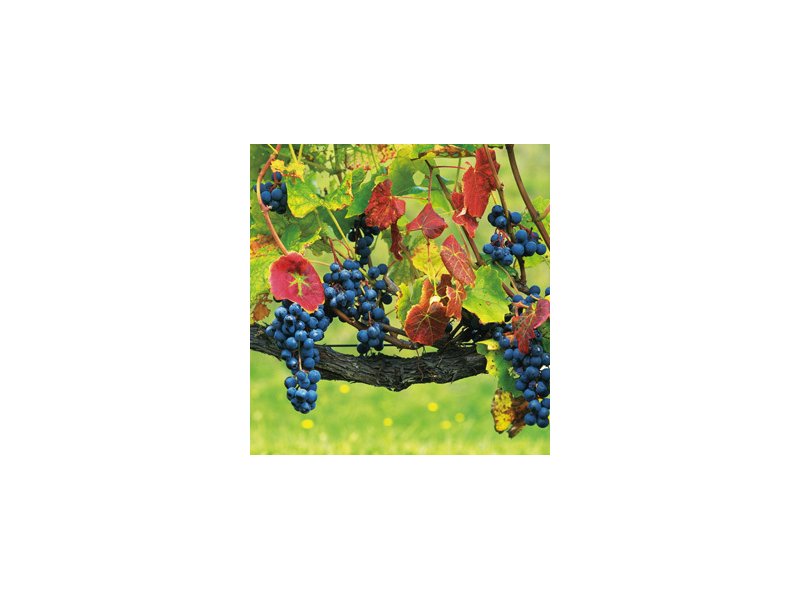 Le coop vincono nella vinificazione delle denominazioni Le coop vincono nella vinificazione delle denominazioni