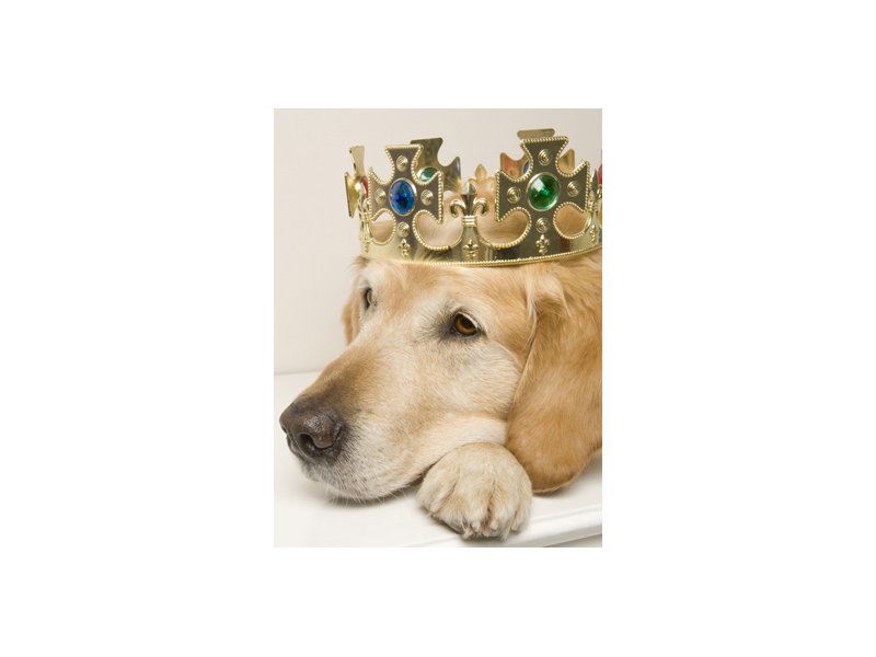 Petfood: un successo mondiale - Distribuzione Moderna Petfood: un successo mondiale - Distribuzione Moderna