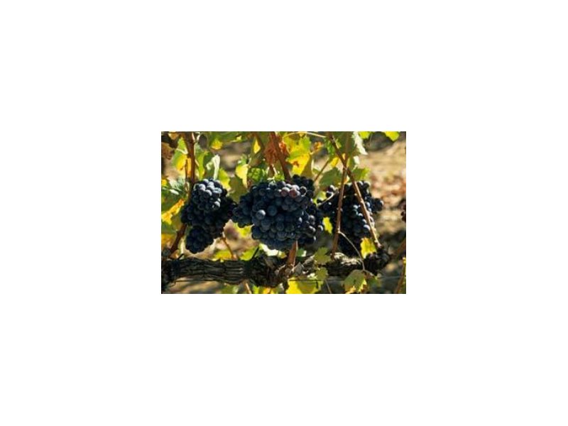 Prima vendemmia per il Montecucco Docg Prima vendemmia per il Montecucco Docg