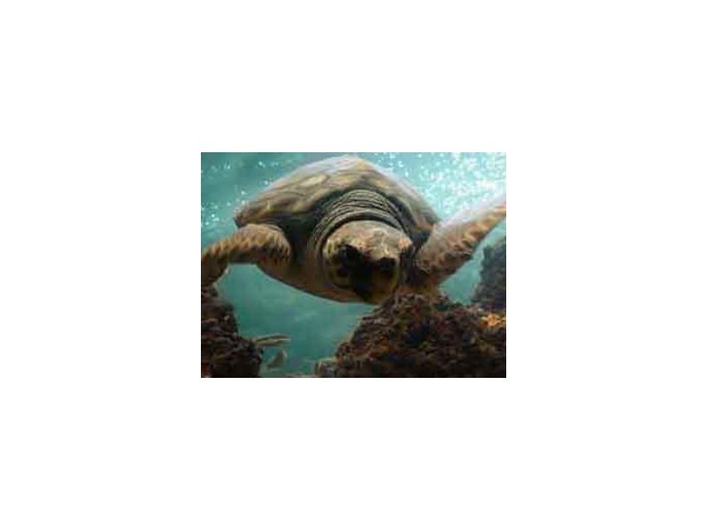 Coop sostiene il Wwf nella salvaguardia delle tartarughe marine Coop sostiene il Wwf nella salvaguardia delle tartarughe marine