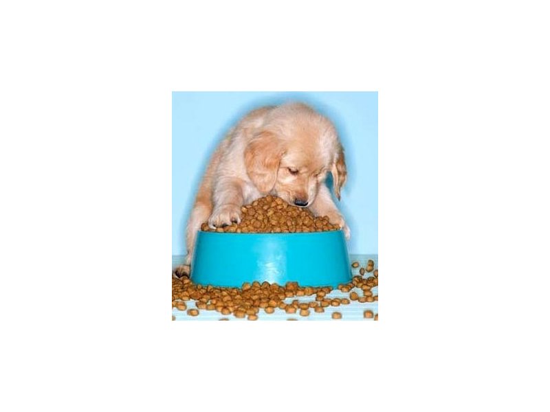 Il mercato del pet food non conosce crisi - Distribuzione Moderna Il mercato del pet food non conosce crisi - Distribuzione Moderna