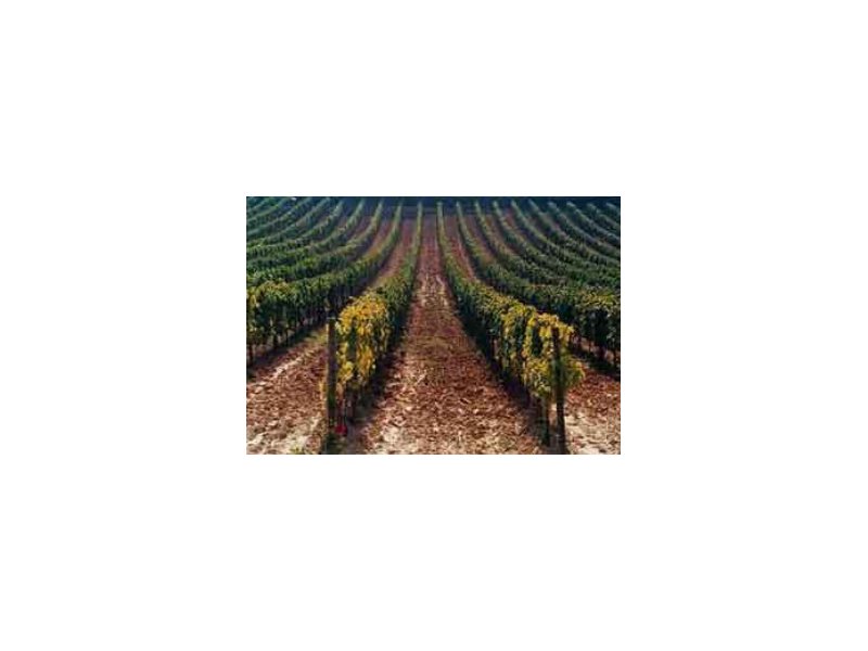 Il rilancio del settore vitivinicolo: una riforma da migliorare - Distribuzione Moderna