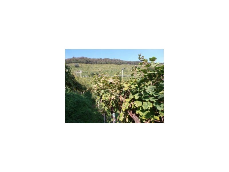 Conegliano Valdobbiadene: al via nuovo progetto per la tutela dell’ambiente e della salute Conegliano Valdobbiadene: al via nuovo progetto per la tutela dell’ambiente e della salute