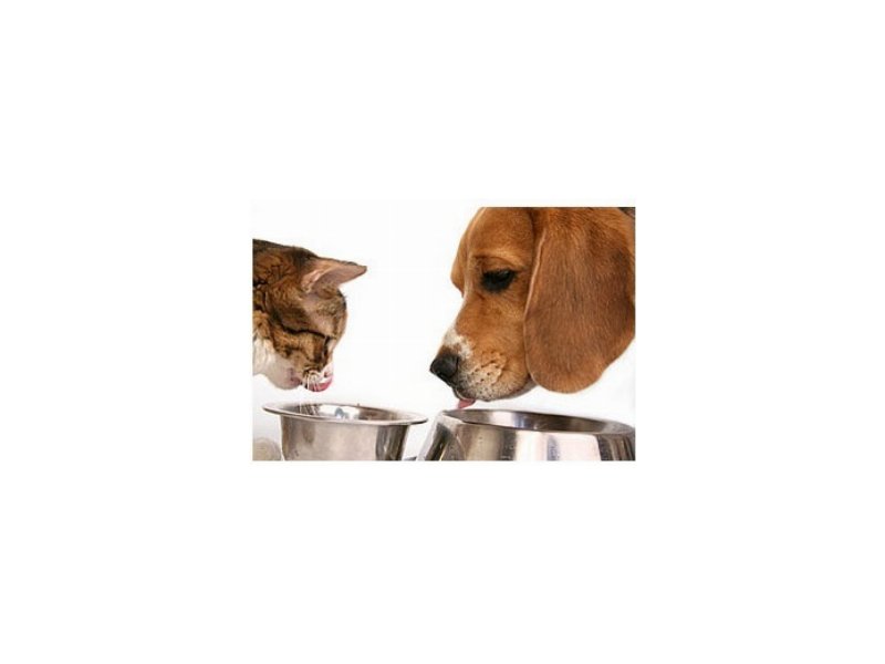 Il Pet food non conosce crisi Il Pet food non conosce crisi