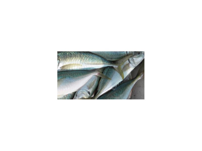Ismea, in Italia sempre meno famiglie acquistano pesce fresco Ismea, in Italia sempre meno famiglie acquistano pesce fresco