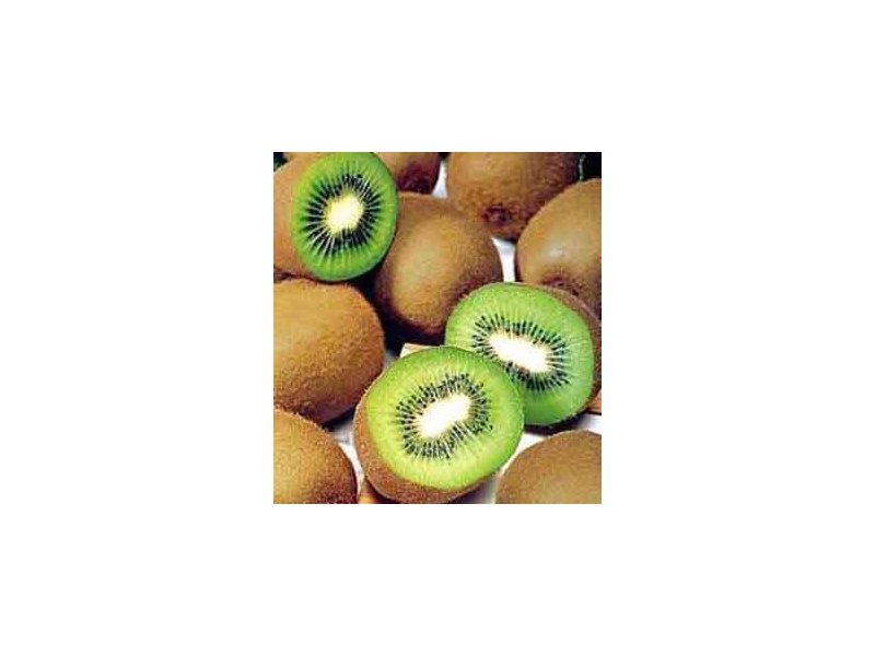 Kiwi Uno aderisce al Consorzio Kiwifruit of Italy - Distribuzione Moderna Kiwi Uno aderisce al Consorzio Kiwifruit of Italy - Distribuzione Moderna