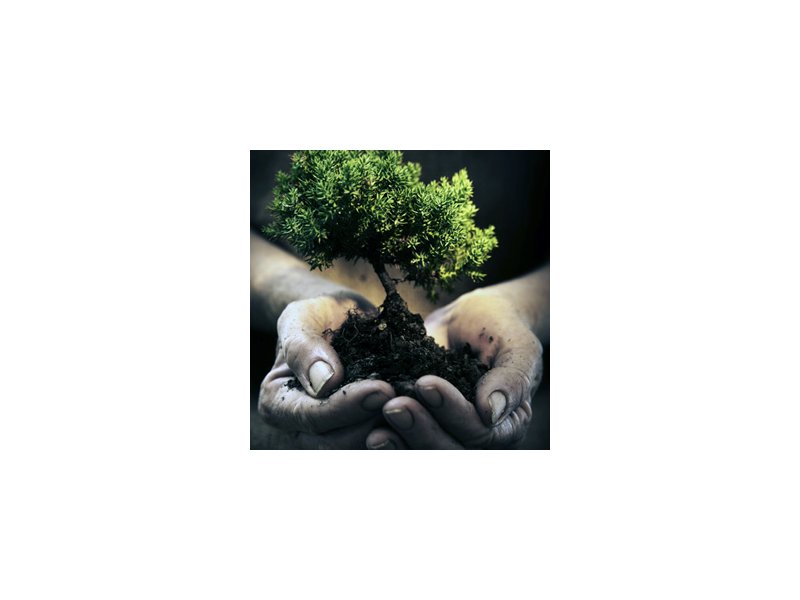 Piantare un albero per ogni neonato: al via la normativa per incentivare gli spazi verdi urbani Piantare un albero per ogni neonato: al via la normativa per incentivare gli spazi verdi urbani