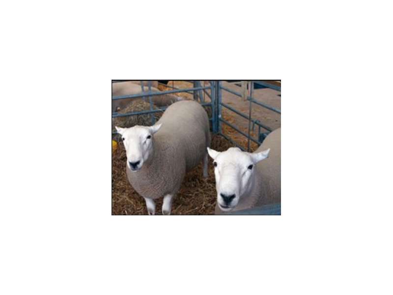 Welsh Lamb Igp: 10 anni di indicazione geografica protetta Welsh Lamb Igp: 10 anni di indicazione geografica protetta