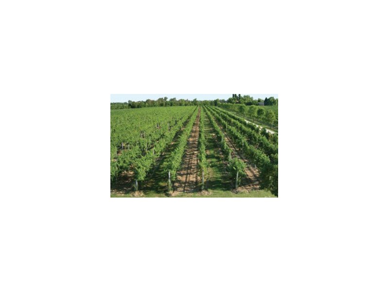 A Vinitaly 2014 si studiano gli atteggiamenti di consumo del vino con il quadrato semiotico A Vinitaly 2014 si studiano gli atteggiamenti di consumo del vino con il quadrato semiotico